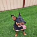 Photo of Tippy