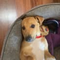 Photo of Tigger