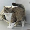 Photo of Posie