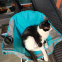 Photo of Steve / Tilly The Tripod
