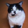 Photo of Humphrey