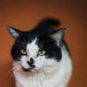 Photo of Humphrey
