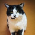 Photo of Humphrey