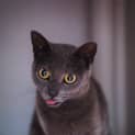 Photo of Luna