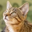 Photo of Leopold