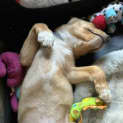 Photo of Sox