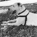 Photo of Luna