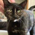 Photo of Gypsy