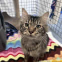 Photo of Loki