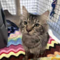 Photo of Loki