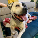 Photo of Fizz