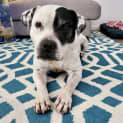 Photo of Fizz
