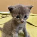Photo of Lupin