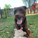 Photo of Coco