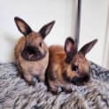 Photo of 🐰Gus & Gabe🐰 (Located In Werribee)
