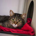 Photo of Taco