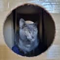 Photo of Gidget