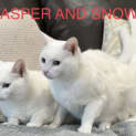 Photo of Casper And Snowy