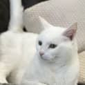 Photo of Casper And Snowy