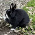 Photo of Skivvy