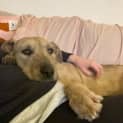Photo of Sweetheart Sandy