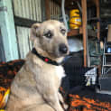 Photo of Sweetheart Sandy