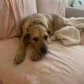 Photo of Sweetheart Sandy