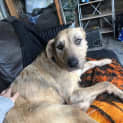 Photo of Sweetheart Sandy