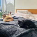 Photo of Silkie   Located In Braybrook