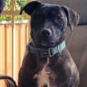 Photo of Luna 3 Year Old Staffy X