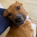 Photo of Harley