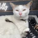 Photo of Millie **Fin, Furred N Feathered**