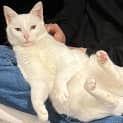 Photo of Snowy