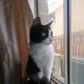 Photo of Shadow