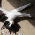Photo of Shadow