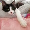Photo of Shadow