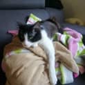 Photo of Shadow