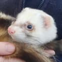 Photo of Quasi