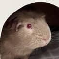 Photo of Chomp (Guinea Pig 60)