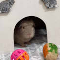 Photo of Chomp (Guinea Pig 60)
