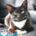 Photo of Sox