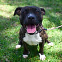 Photo of Ruby 34750