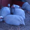 Photo of Guinea Fowl
