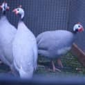 Photo of Guinea Fowl