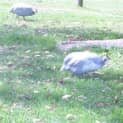 Photo of Guinea Fowl