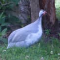 Photo of Guinea Fowl