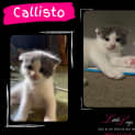 Photo of Callisto