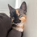 Photo of Penny