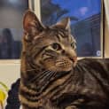 Photo of Tiger