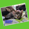 Photo of Bobby